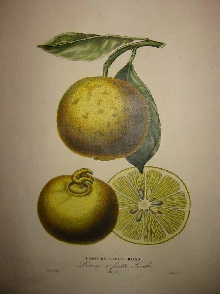 Poiteau Pierre Antoine (1766-1854) Limonier a fruit rond - Limone a frutto tondo 1818-1820 Parigi